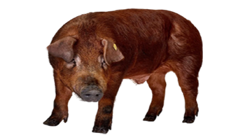 Duroc