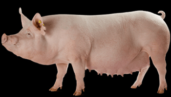 Large White Yorkshire